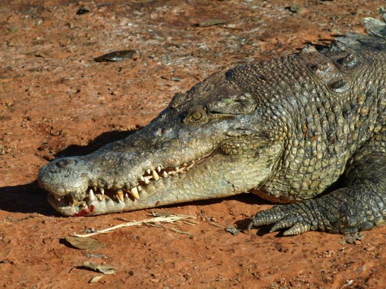 Ein Krokodil liegt auf dem Boden und zeigt seine Zähne