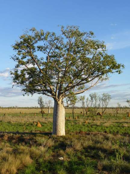 Ein Baum mit vielen Blättern steht in einem Feld