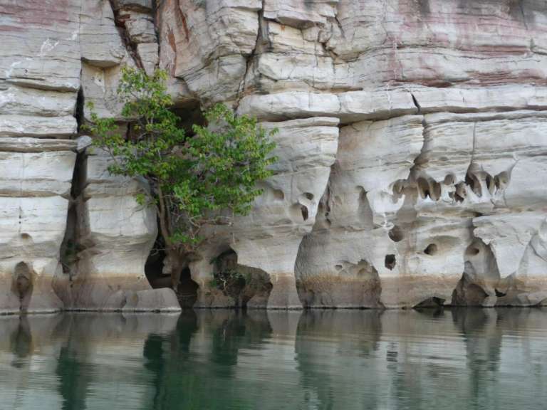 Ein Baum wächst aus einem Loch in einer Felswand