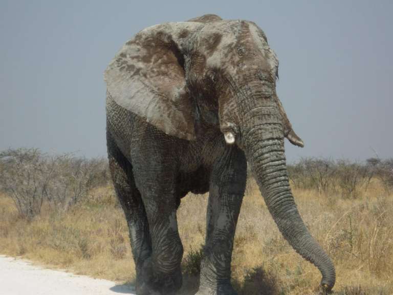 Etosha National Park