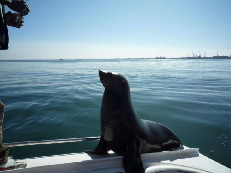 Bootsfahrt in Walsfish Bay (Seals kommen aufs Boot)