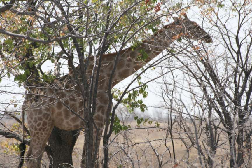 Etosha National Park