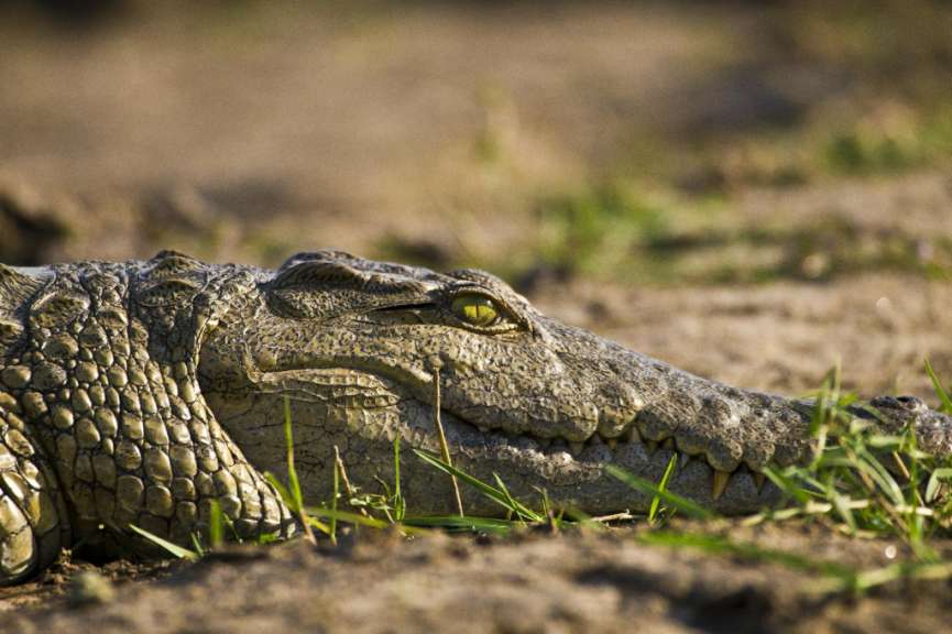 Ein Krokodil liegt auf dem Boden und schaut in die Kamera