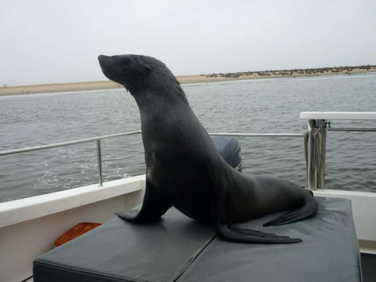 Bootstour in Walvis Bay mit Gast