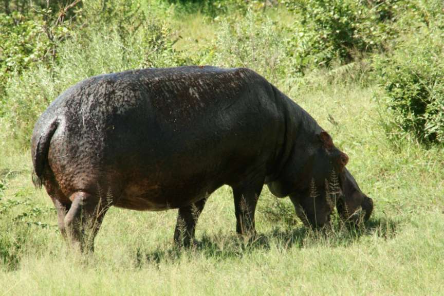 Hippo