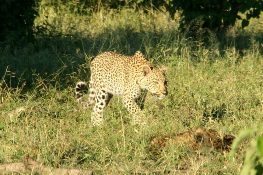 Leopard