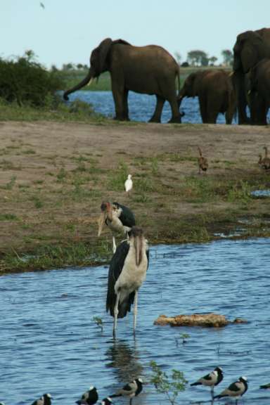 Elefanten und Marabu