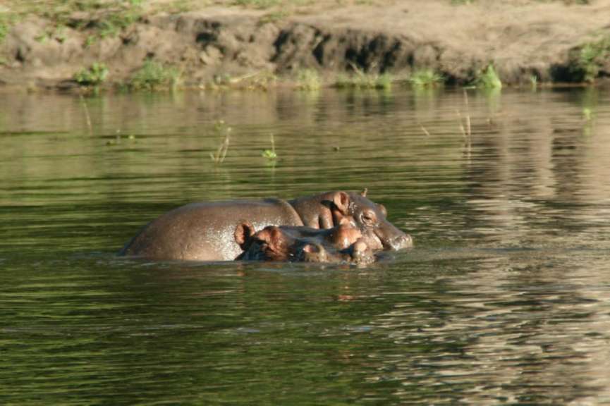 Hippo mit Baby