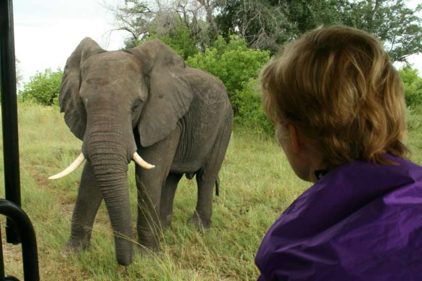 Elefant nahe