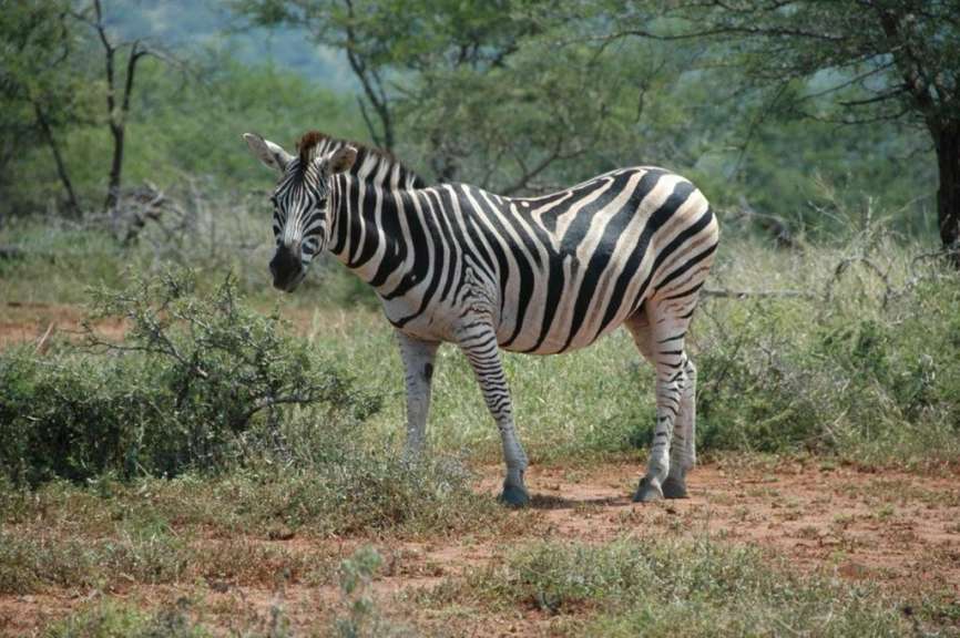 Ein Zebra steht in einem Feld und schaut in die Kamera