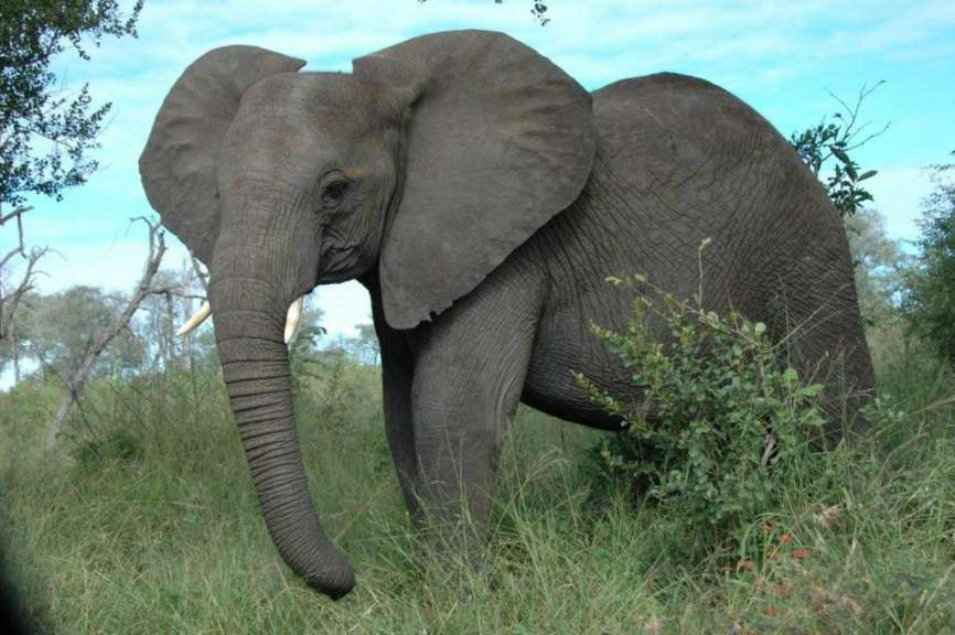Ein großer elefant steht im gras und schaut in die kamera