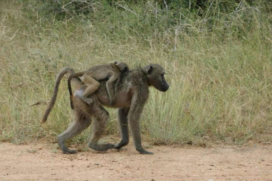 Ein Affe trägt ein Baby auf dem Rücken