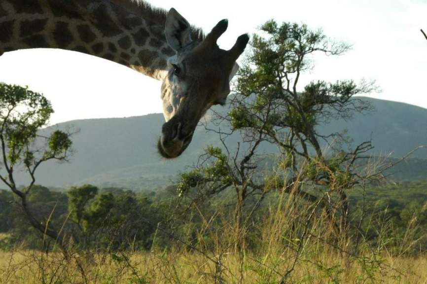 Eine Giraffe knabbert an einem Baum in einem Feld