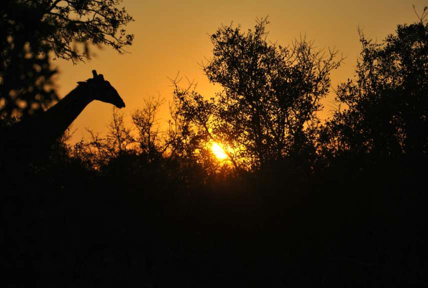 Abendstimmung im Mkhaya Nature Reserve