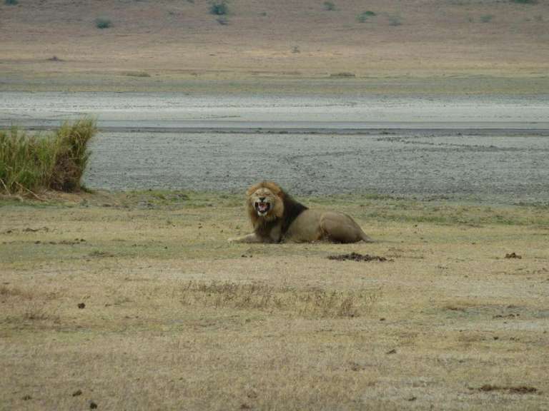 Ein Löwe liegt auf einer Wiese und gähnt
