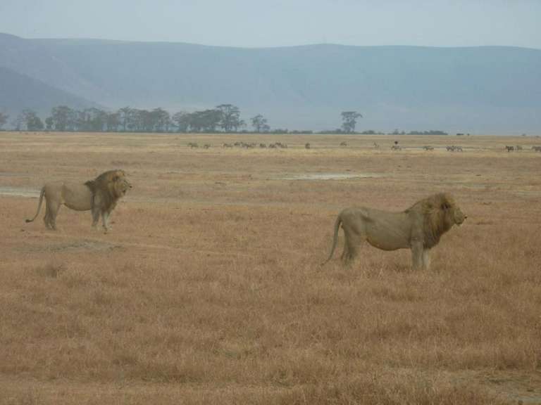 Zwei Löwen stehen in einem Feld mit einer Herde Zebras im Hintergrund