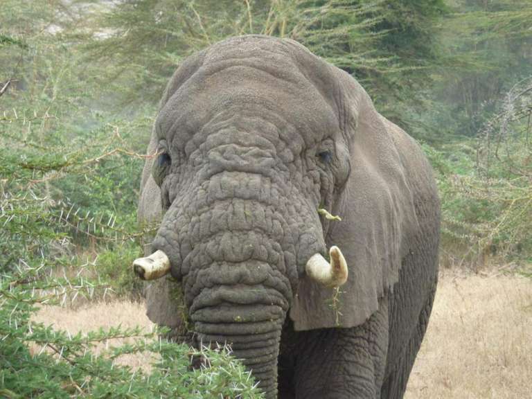 Ein Elefant steht in einem Feld und schaut in die Kamera