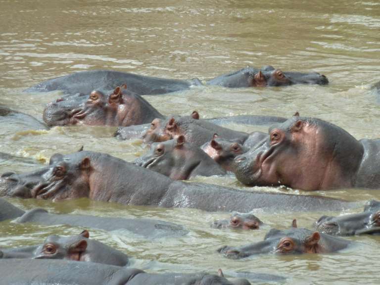 Eine Gruppe von Flusspferden schwimmt im Wasser