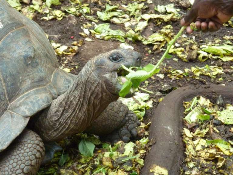 Eine Schildkröte frisst ein Blatt aus einer Hand