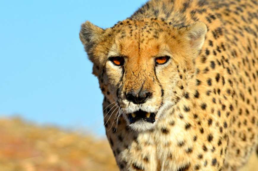 Cheetah