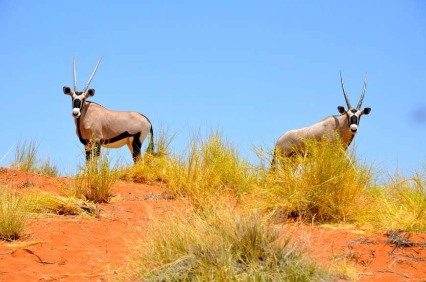 Oryx Antilopen 