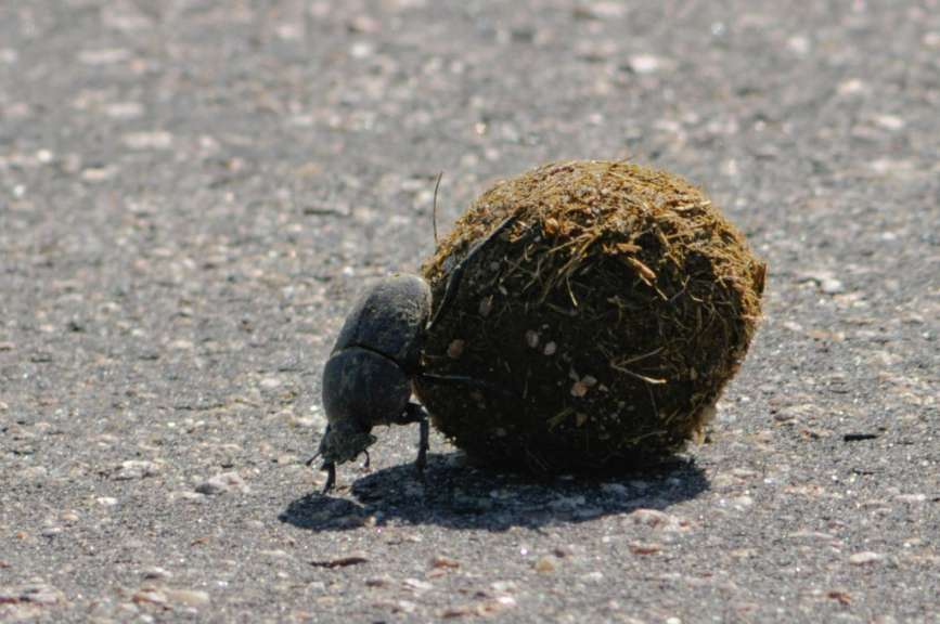 Dung Beetle bei der Arbeit
