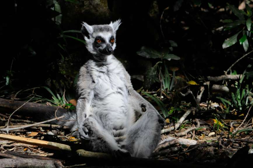 Auch in Afrika wird Yoga praktiziert