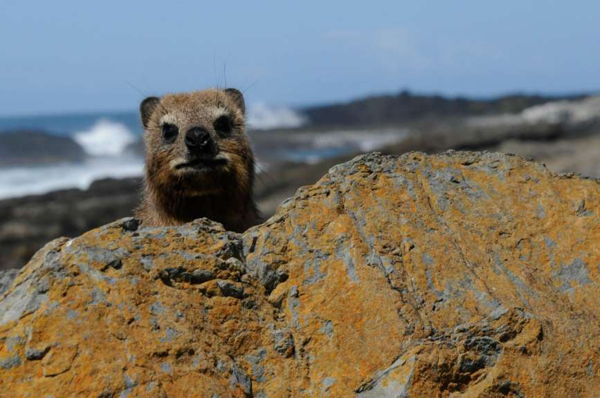 Dazzie in sicherer Entfernung