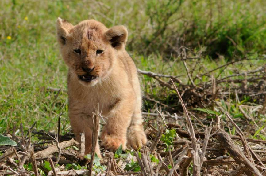 Wenn ich mal groß bin ....