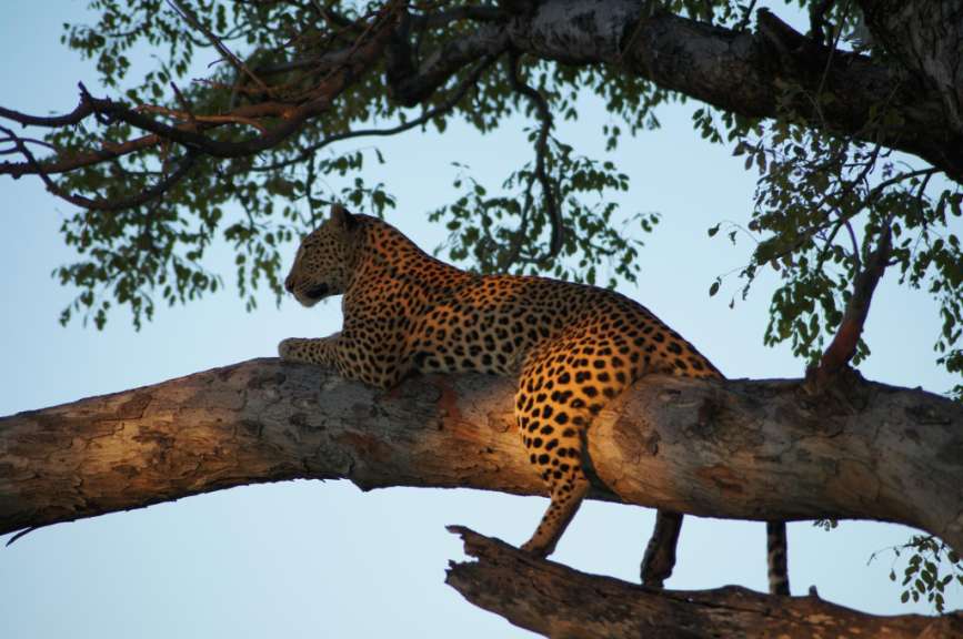 Ein Leopard sitzt auf einem Ast eines Baumes
