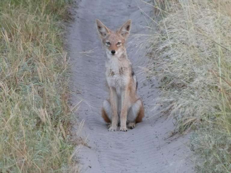 Ein Kojote sitzt auf einem Feldweg und schaut in die Kamera