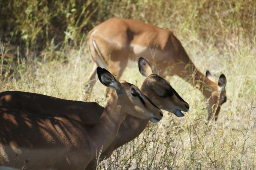 Impalas in Etosha