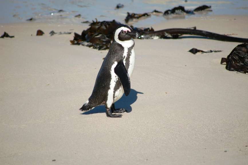 Eine Pinguinkolonie auf der Kap-Halbinsel