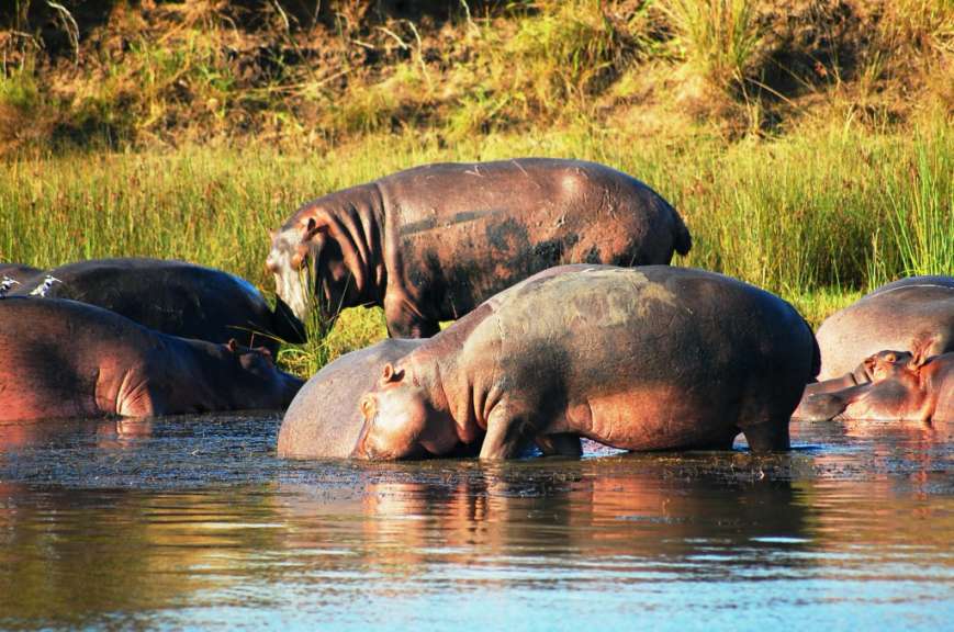 St.Lucia Wetlands: Hippos beim Sonnenbad