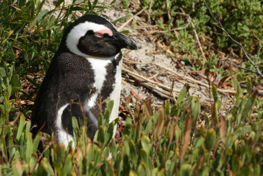 Pinguine auf der Kaphalbinsel