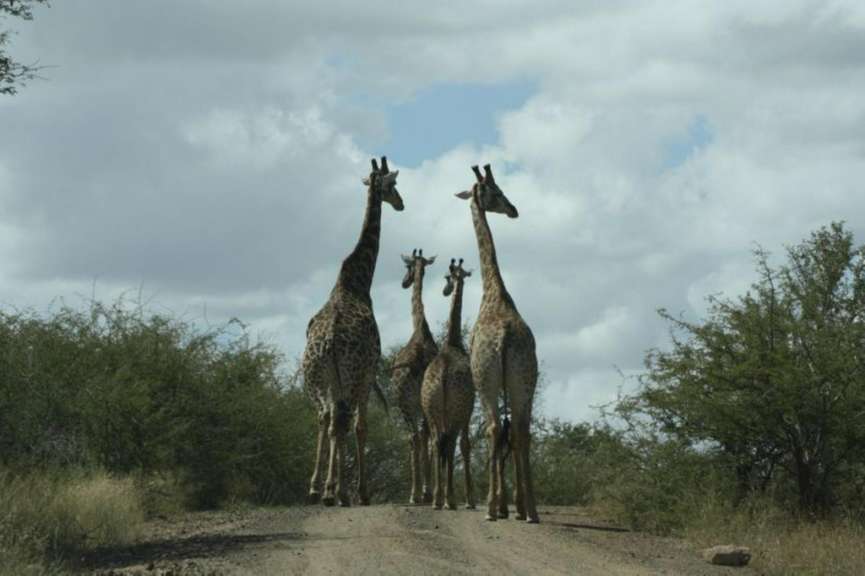 Giraffenfamilie