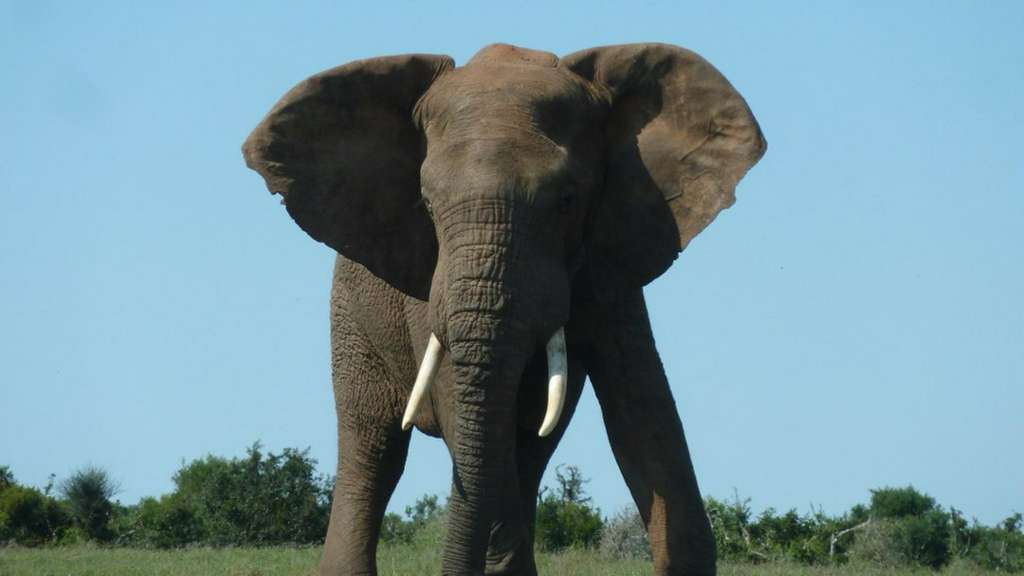 Ein großer elefant steht in einem grasbewachsenen feld und schaut in die kamera