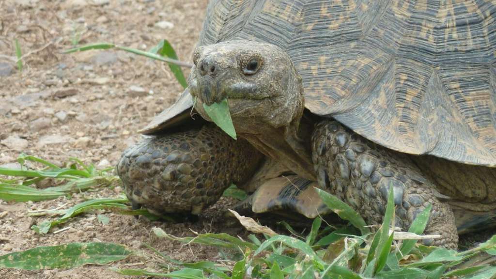 Nahaufnahme einer Schildkröte mit einem Blatt im Maul