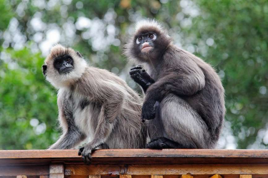 Monkeyworld