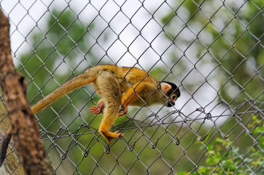 Flucht aus Monkeyworld ;-) 