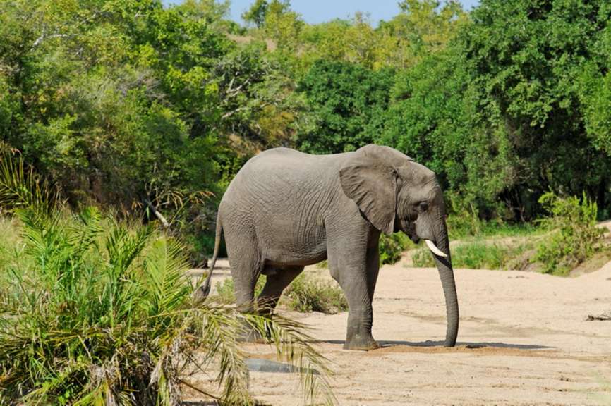 Durstiger Elefant im Krüger