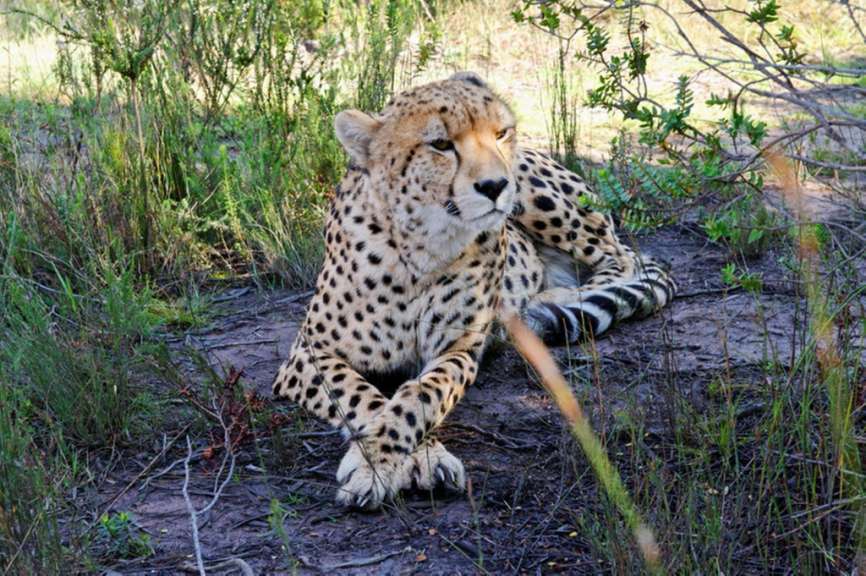 Gepard im Tenikwa Game Park