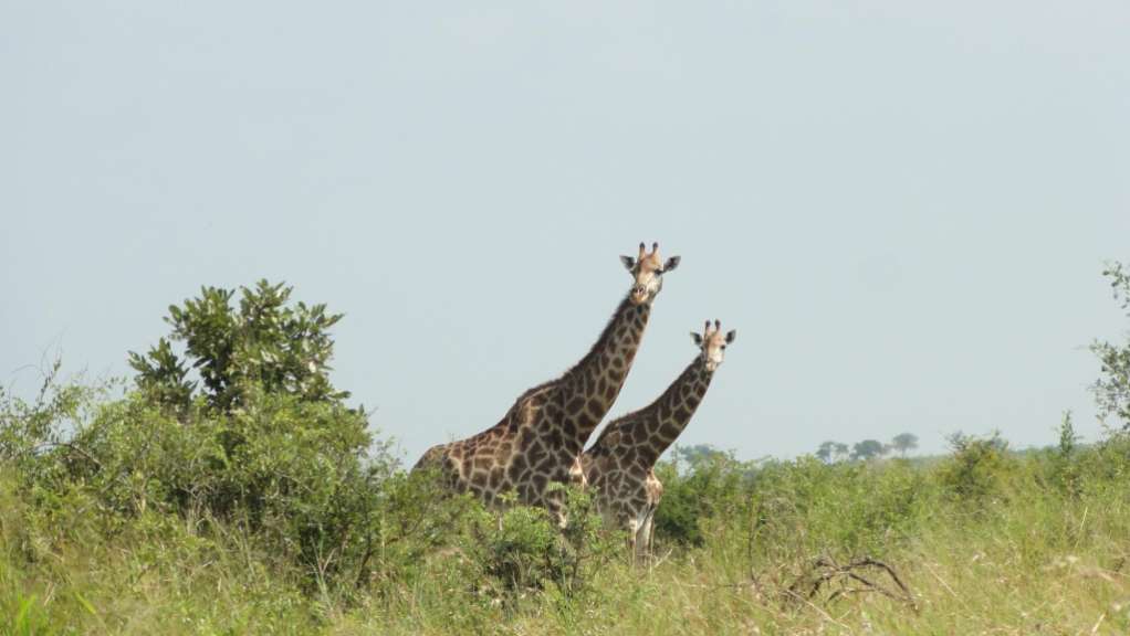 Krüger Nationalpark