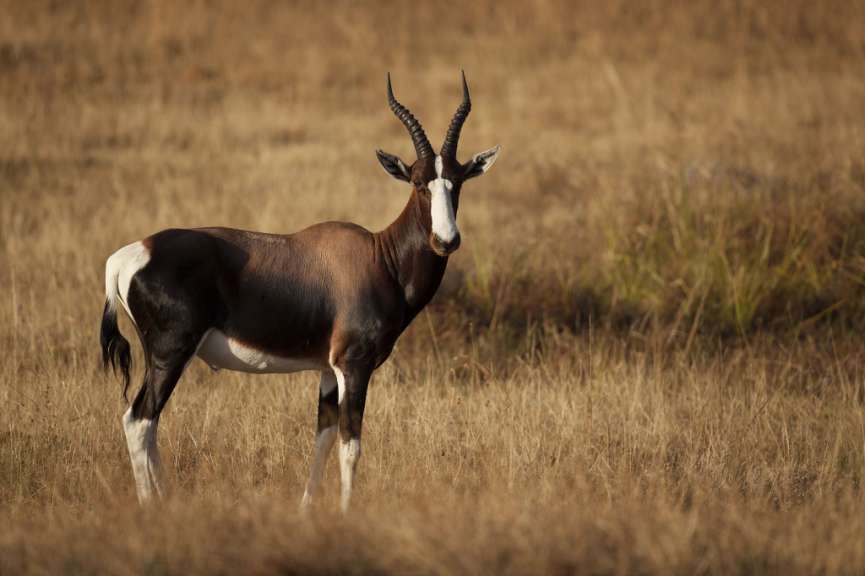 Eine schwarz-weiße Antilope steht in einem Feld