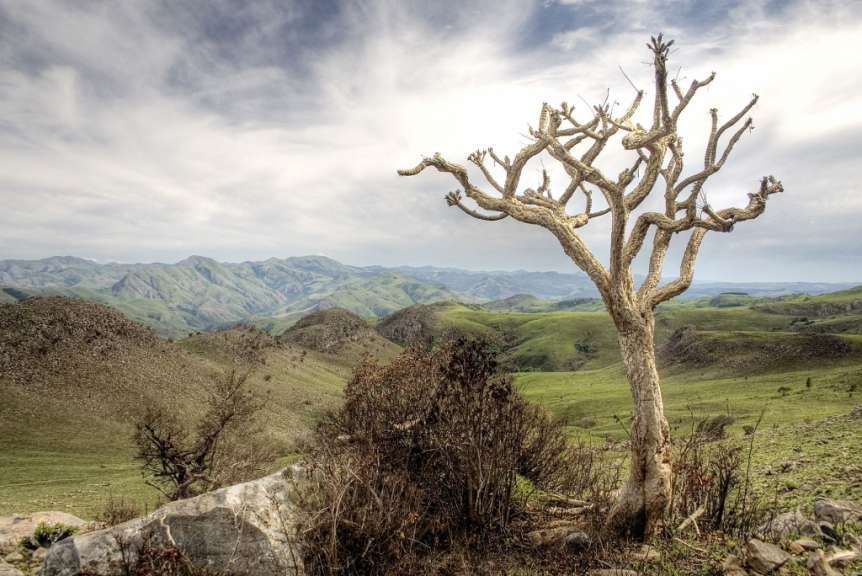 Ein Baum ohne Blätter steht in einem Tal mit Bergen im Hintergrund