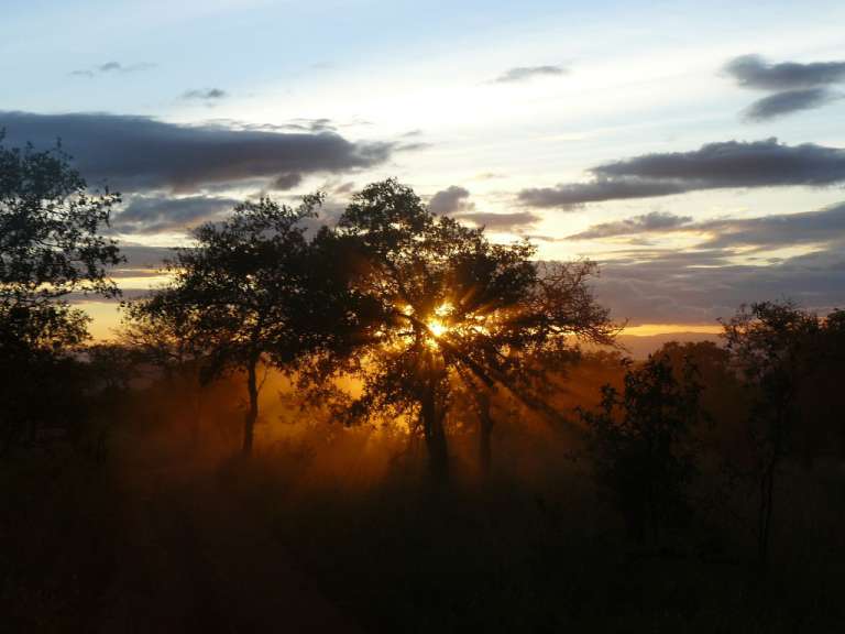 Die Sonne scheint durch die Bäume bei Sonnenuntergang
