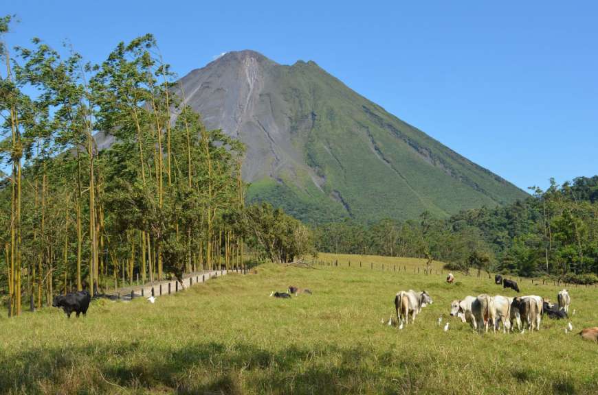 Eine Herde Kühe grasen in einem Feld mit einem Berg im Hintergrund