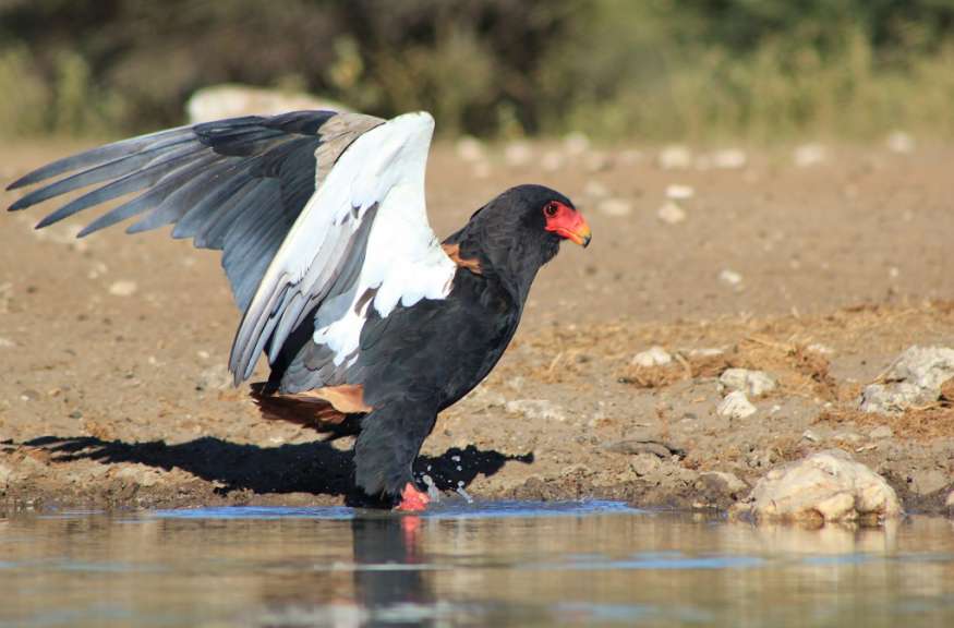 Ein schwarz-weißer Vogel mit rotem Schnabel steht im Wasser
