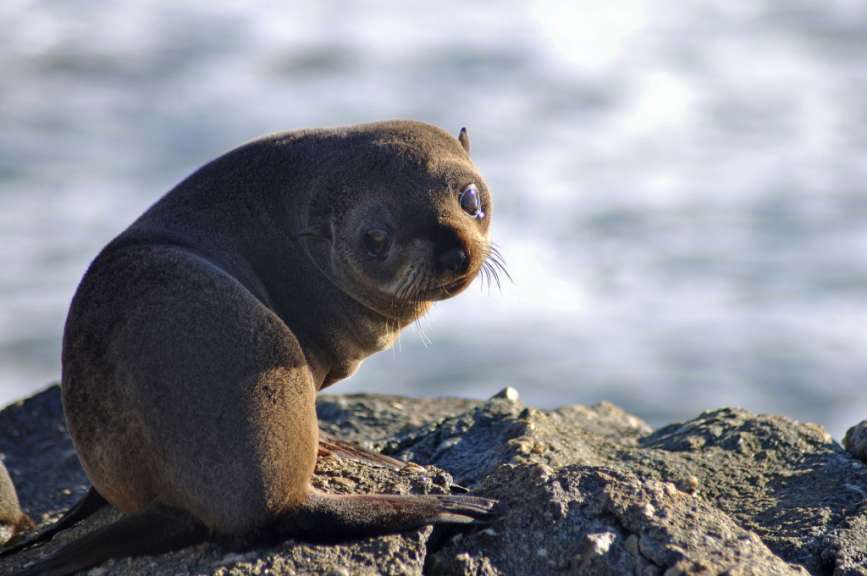 Ein Seehund sitzt auf einem Felsen in der Nähe des Ozeans
