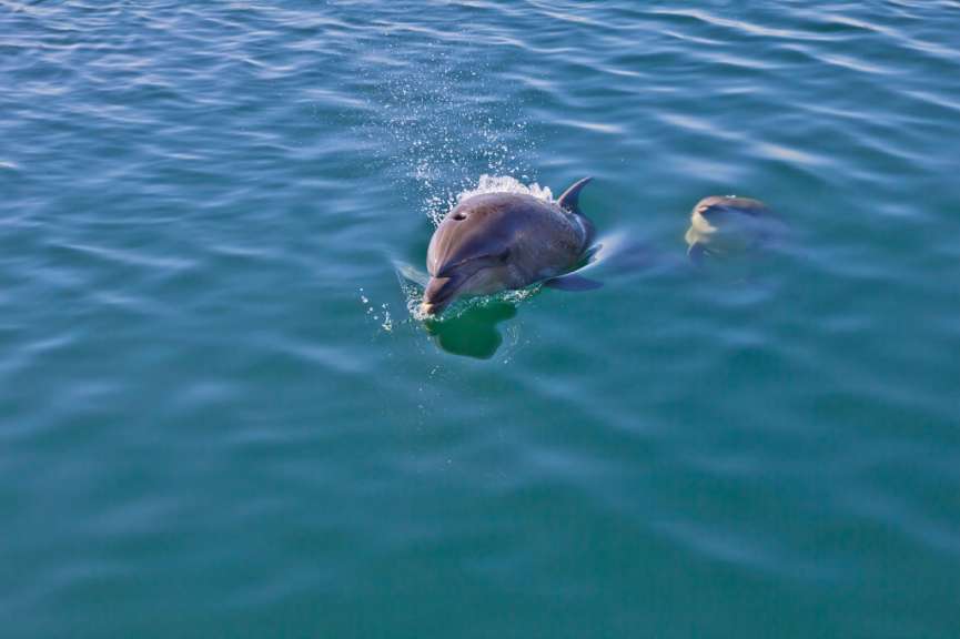 Ein Delphin springt aus dem Wasser